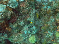 Yellowtail Damselfish (Female)